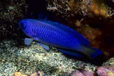 F-90X 60mm RVP �x��