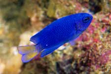 F-90X 60mm RVP �x��