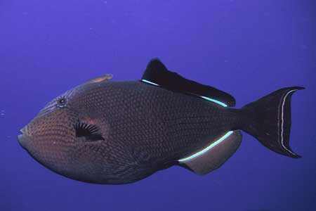 F-90X 60mm RDP�U �^�q�`