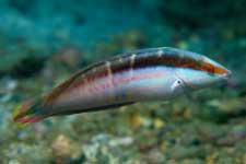 F-90X 60mm RVP �x��