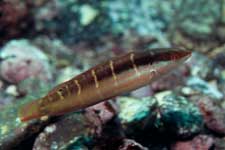 F-90X 60mm RVP �ɓ��C�m����