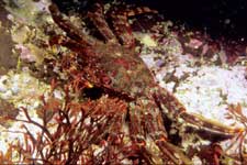 F-90X 60mm RVP �x��