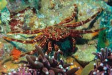 F-90X 60mm RVP F �ɓ��哇