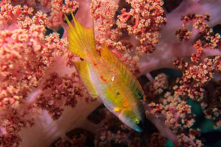 F-90X 60mm RVP �x��