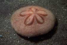 F-90X 60mm G400 �吣��