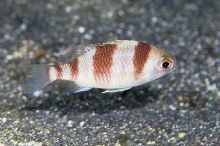 F-90X 60mm RVP �ɓ��哇