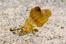 F-90X 60mm RDP�U ������