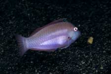 F-90X 60mm RVP �ɓ��哇