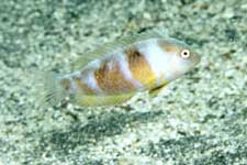 F-90X 60mm RVP �ɓ��C�m����