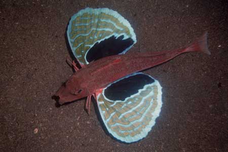 F-90X 60mm G400 �吣��