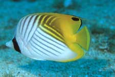 F-90X 60mm RVP �T�C�p��