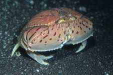 F-90X 60mm RVP �吣��