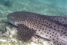 F-801 28-70mm REALA �}�u�[��