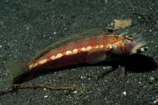 F-90X 60mm RVP �吣��