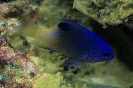 F-90X 60mm RVP �T�C�p��