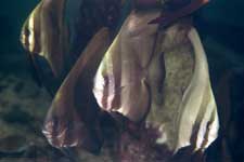 F801 28-70mm REALA �V�p�_��