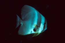 F-90X 60mm RVP �V�p�_��