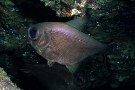 F-90X 60mm RVP �ɓ��C�m����