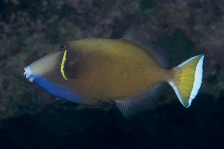 F-90X 60mm RVP �T�C�p��