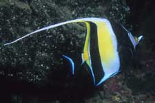 F-90X 60mm RVP �x��