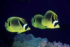 F-90X 60mm RDP�U �^�q�`