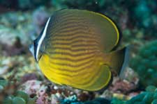 F-90X 60mm RVP �x��