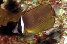 F-90X 60mm RVP �ɓ��C�m����