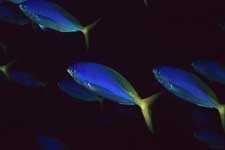 F-90X 60mm RVP �V�p�_��