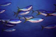 F-90X 60mm REALA �V�p�_��