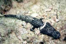 F-90X 60mm REALA �}�u�[��