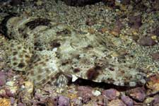 F-90X 60mm RVP �x��