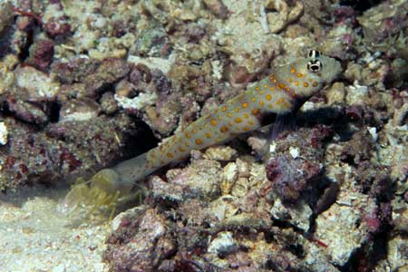 F-90X 60mm RVP �V�p�_��