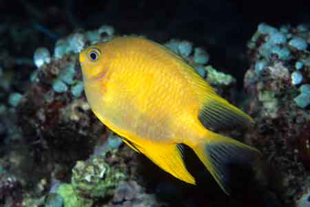 F-90X 60mm RVP �V�p�_��