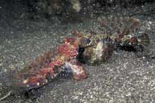 F-90X 60mm RVP �吣��