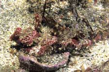 F-90X 60mm RVP �吣��