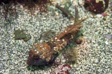 F-90X 60mm G400 �吣��