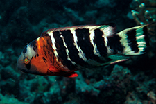 F-90X 60mm RVP �V�p�_��