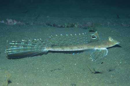 F-90X 60mm RVP �吣��