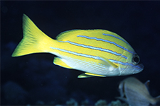 F-90X 60mm RVP �T�C�p��