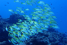 F-90X 60mm RVP �T�C�p��