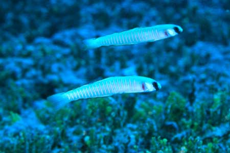 F-90X 60mm RVP �T�C�p��