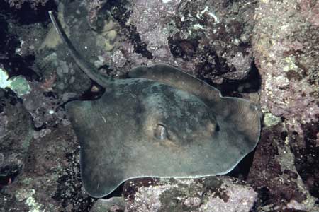 F-90X 60mm RVP �x��