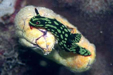 F-90X 60mm REALA �}�u�[��