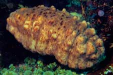 F-90X 60mm RVP �ɓ��哇