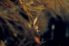 F-90X 60mm RVP �ɓ��哇