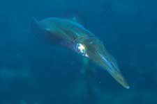 F-90X 60mm RVP �x��