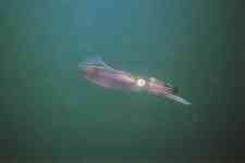 F-90X 60mm REALA �x��