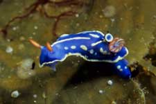 F-90X 60mm RVP �吣��