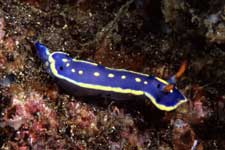 F-90X 60mm RVP �吣��