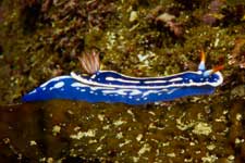 F-90X 60mm RVP �z�O